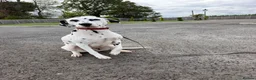 Dalmatian dogs for sale: 🏆🐾waiting list Kc litter DUE END SEP 🐾🏆 - Advert 7