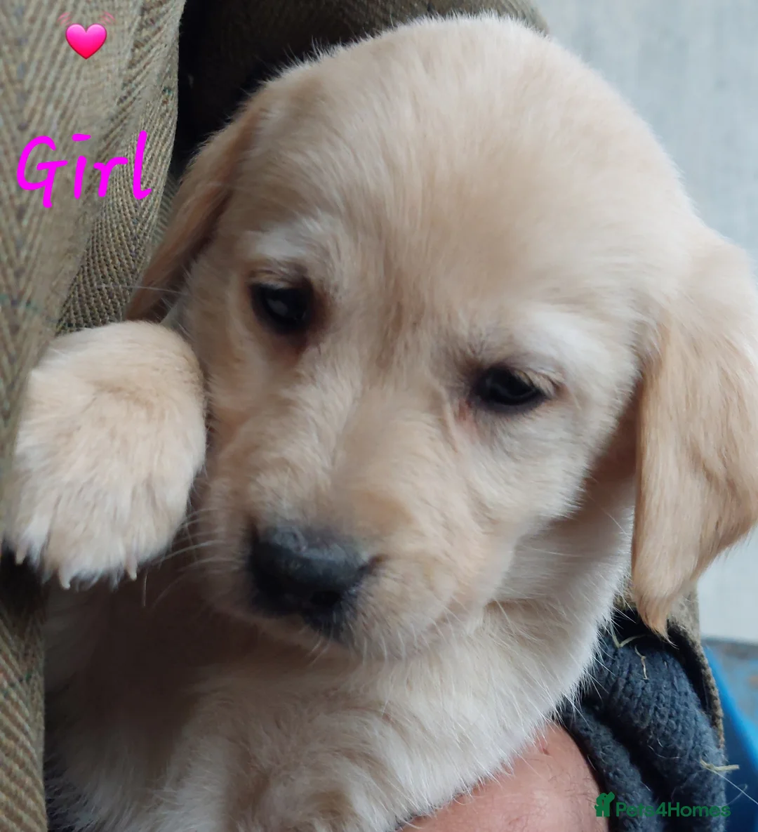 Labrador Retriever dogs for sale: Beautiful Labrador puppies available to reserve  in Lampeter - Advert 20