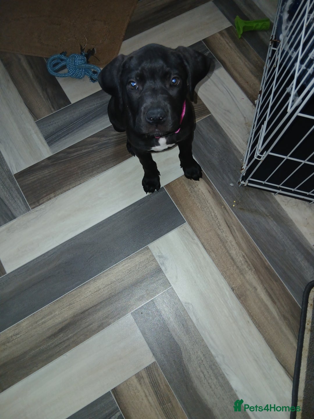 Staffordshire Bull Terrier dogs for sale: Staffordshire bull terror puppies  in London - Image 34