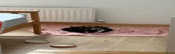 Mixed Breed cats for sale: 5 Moggy Kittens  - Advert 9