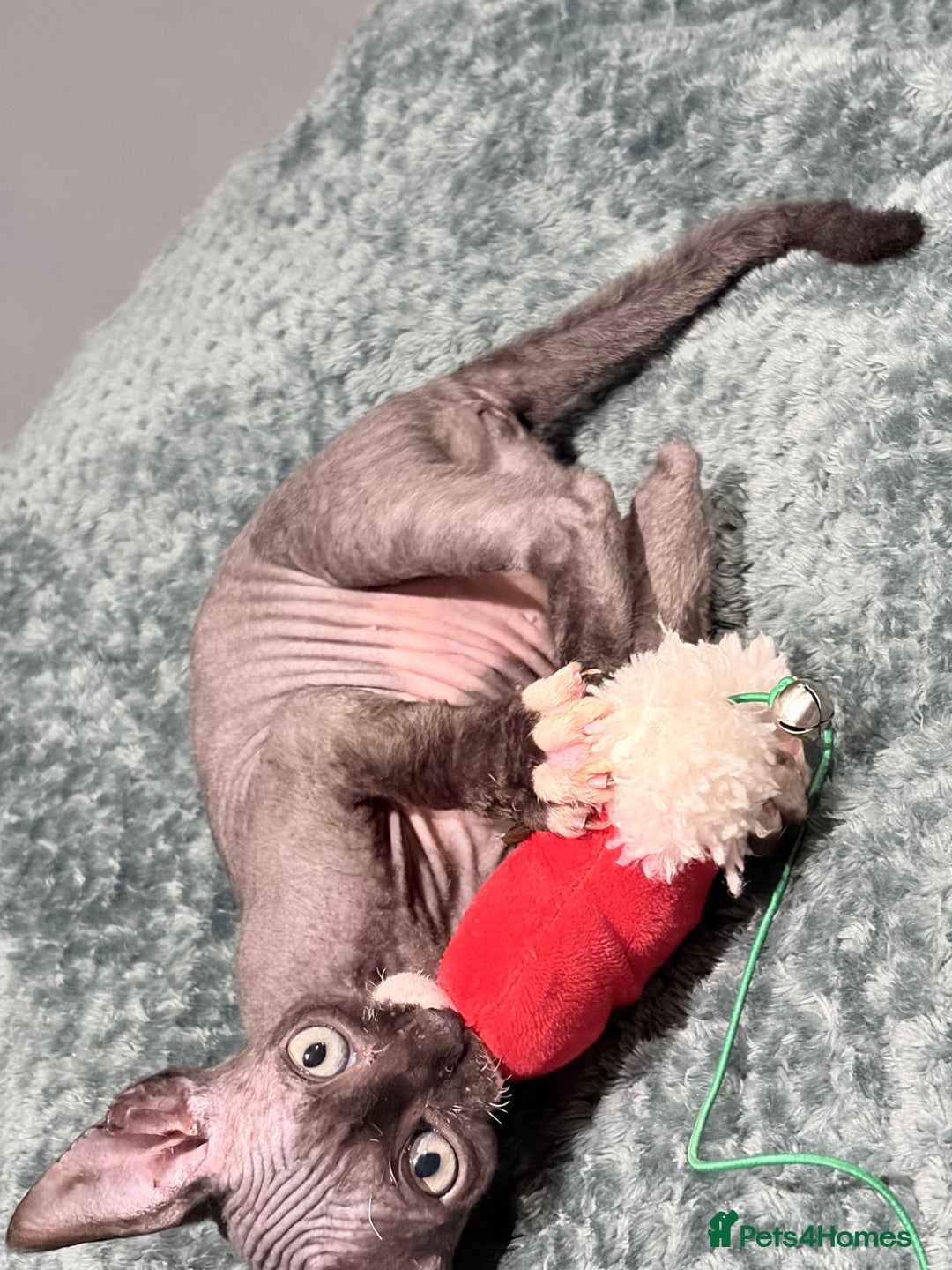 Sphynx cats for sale: X3 beautiful spynx kittens  - Advert 7