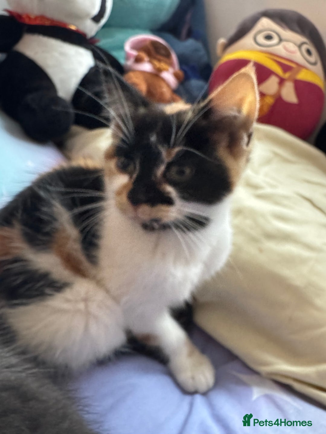 Mixed Breed cats for sale: Female kitten needs a home  - Advert 1