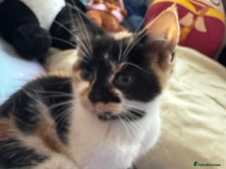 Mixed Breed cats Female kitten needs a home - Advert 12
