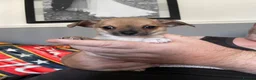 Chihuahua dogs for sale: Chihuahua  in Manchester - Advert 1