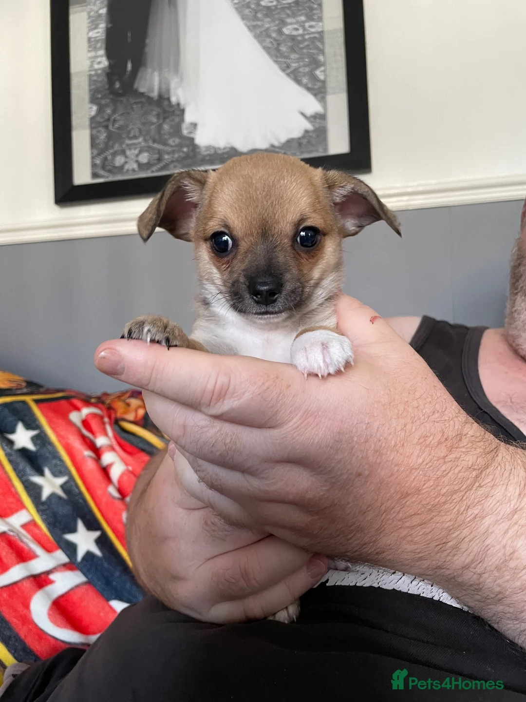 Chihuahua dogs for sale: Chihuahua  in Manchester - Advert 1