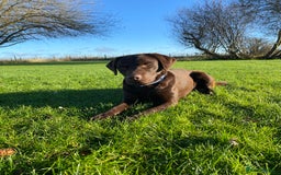 Labrador Retriever dogs for stud: Health Tested KC Registered Chocolate Labrador  in Wisbech - Image 12