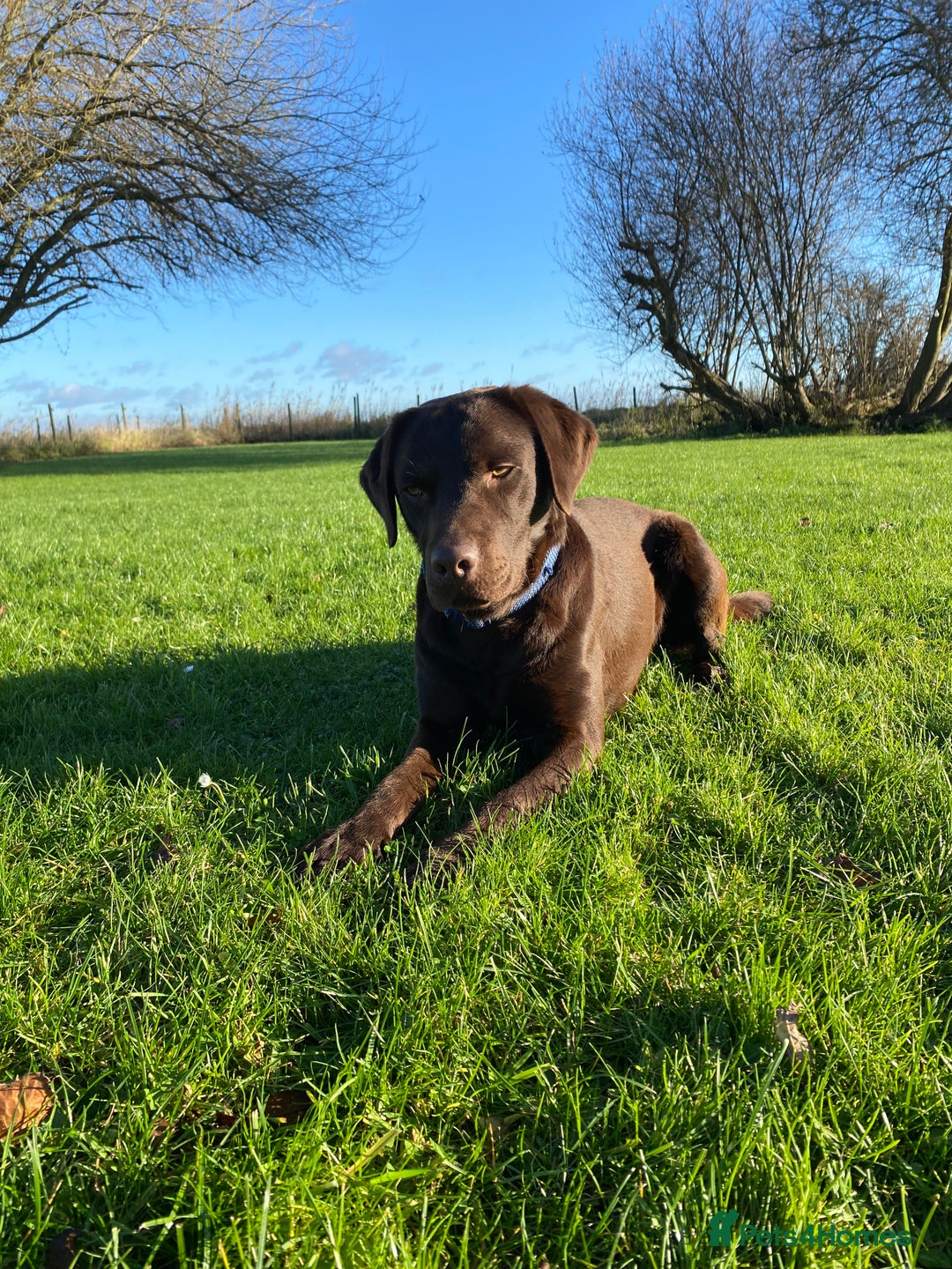 Labrador Retriever dogs for stud: Health Tested KC Registered Chocolate Labrador  in Wisbech - Image 12