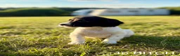 English Springer Spaniel dogs for sale: KC HEALTH TESTED SPRINGER SPANIEL PUPPIES  - Advert 14