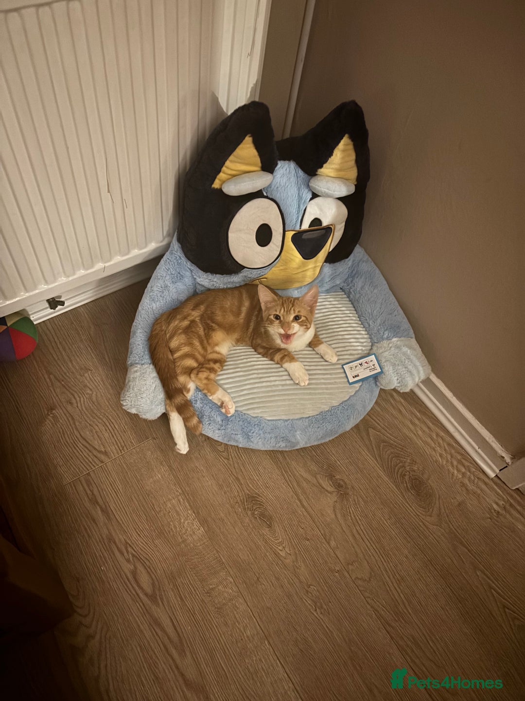 Mixed Breed cats for sale: Male cat  - Image 6
