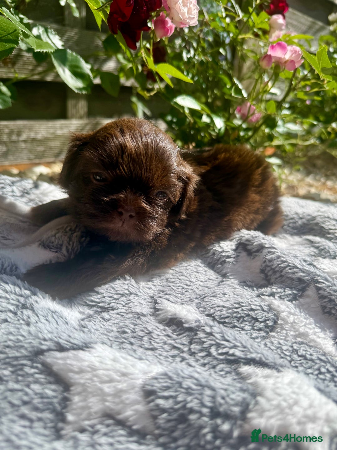 Shih Tzu dogs for sale: Chocolate & blonde Imperial KC Shihtzu Puppies! - Image 14