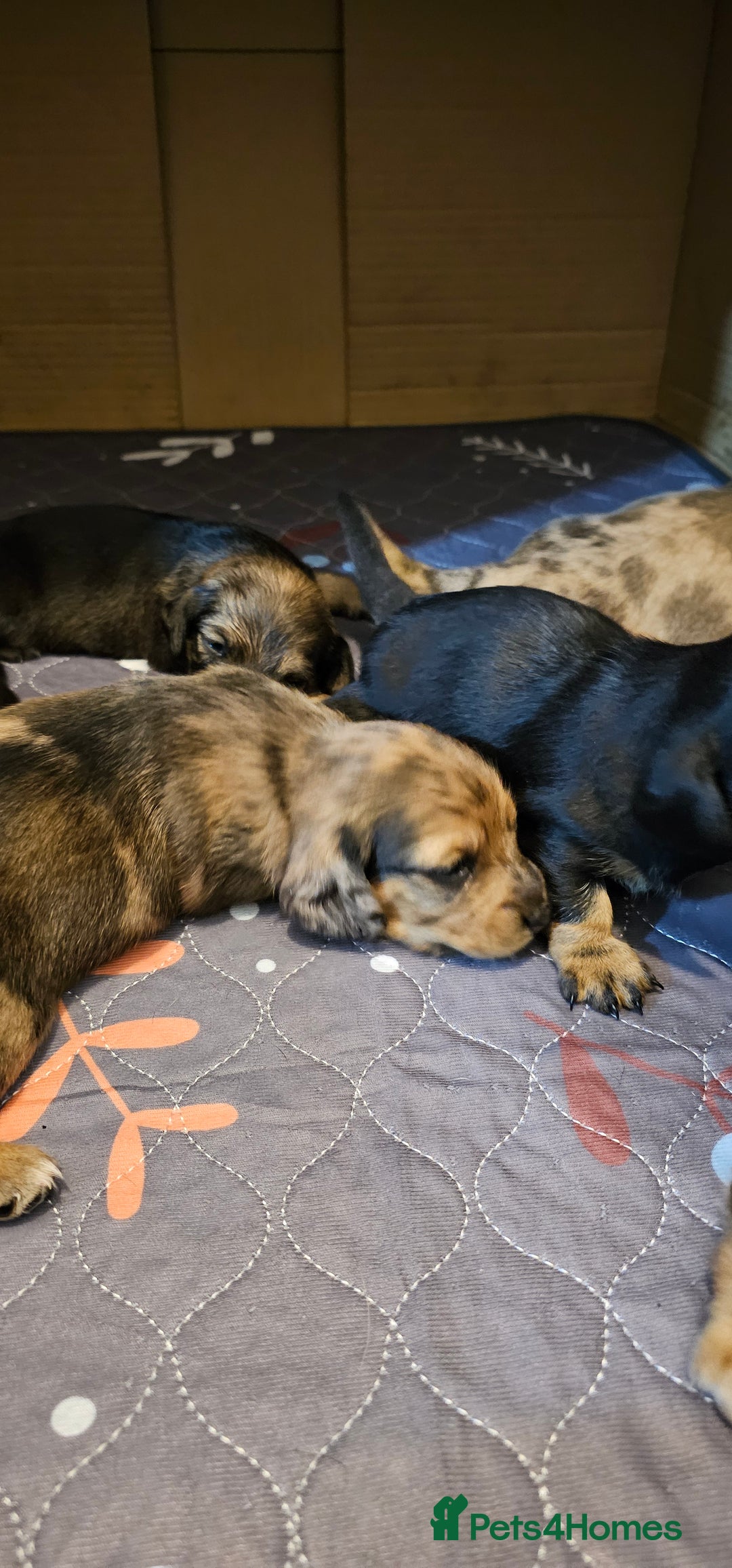 Miniature Dachshund dogs for sale: Daxie medium coat puppies dapples and black & tan  - Image 4