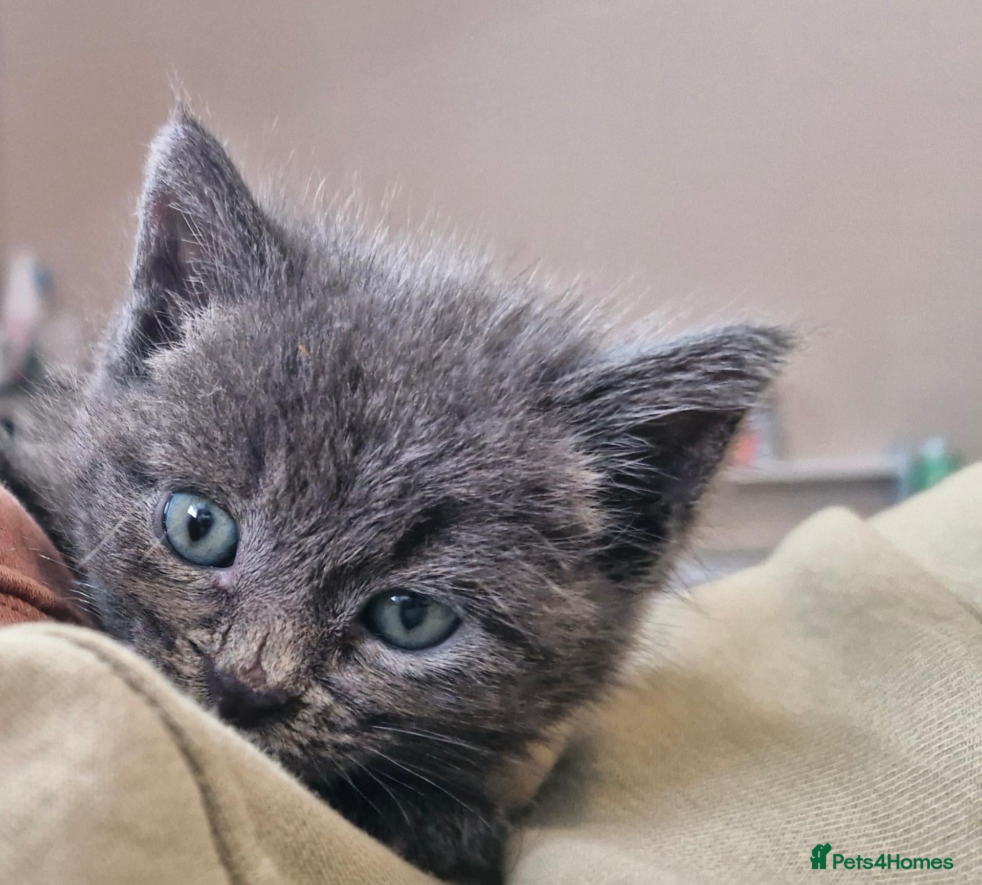 Mixed Breed cats English short/ domestic shorthair - Advert 7