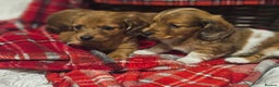Miniature Dachshund dogs for sale: Longhaired Miniature Dachshund  - Advert 7