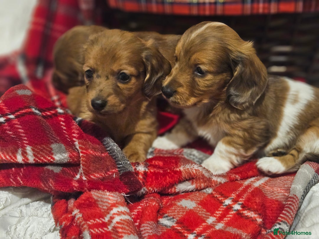 Miniature Dachshund dogs for sale: Longhaired Miniature Dachshund  - Advert 7