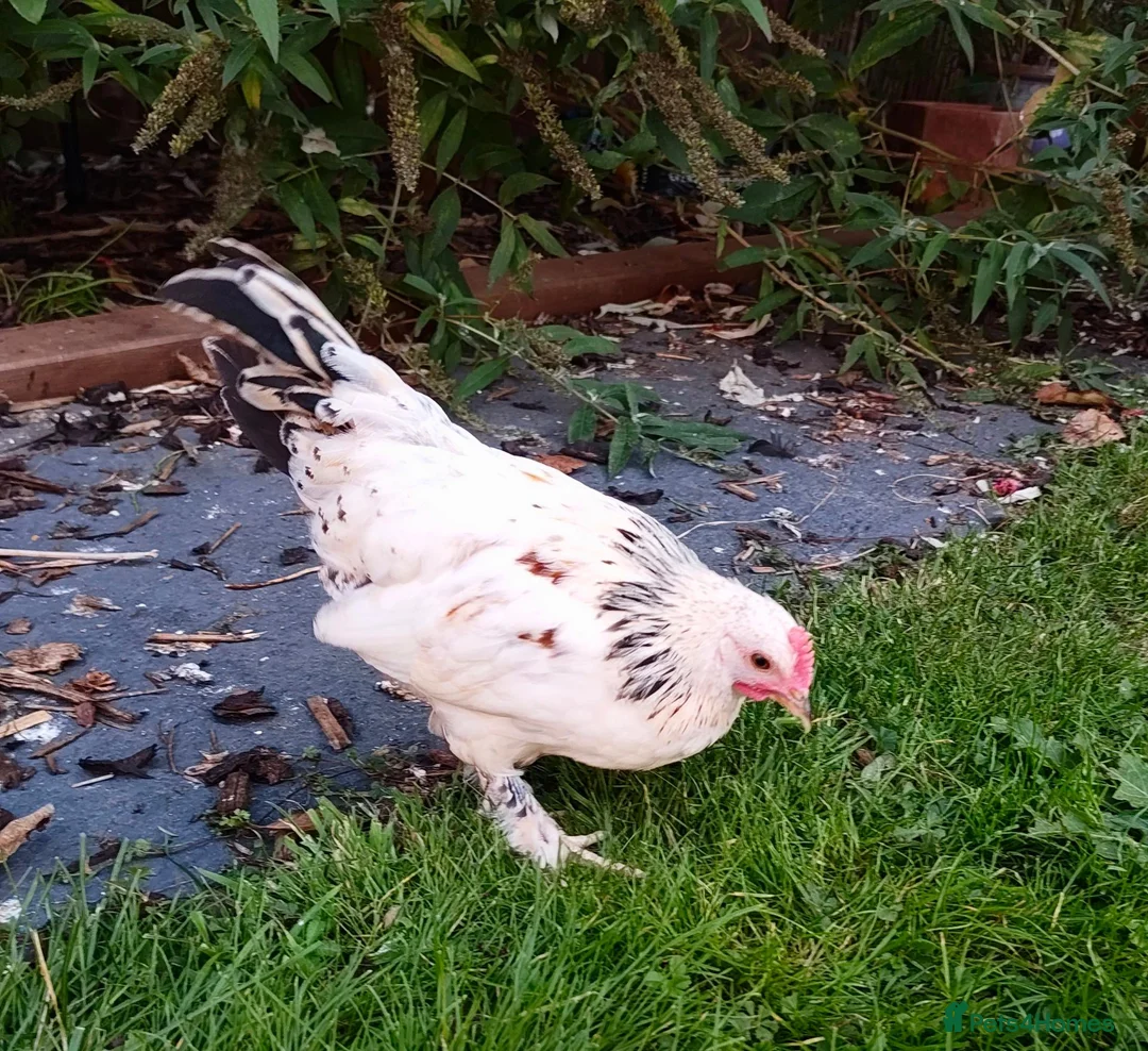 Chickens poultry for sale: Chickens For Sale Peterborough  - Advert 2