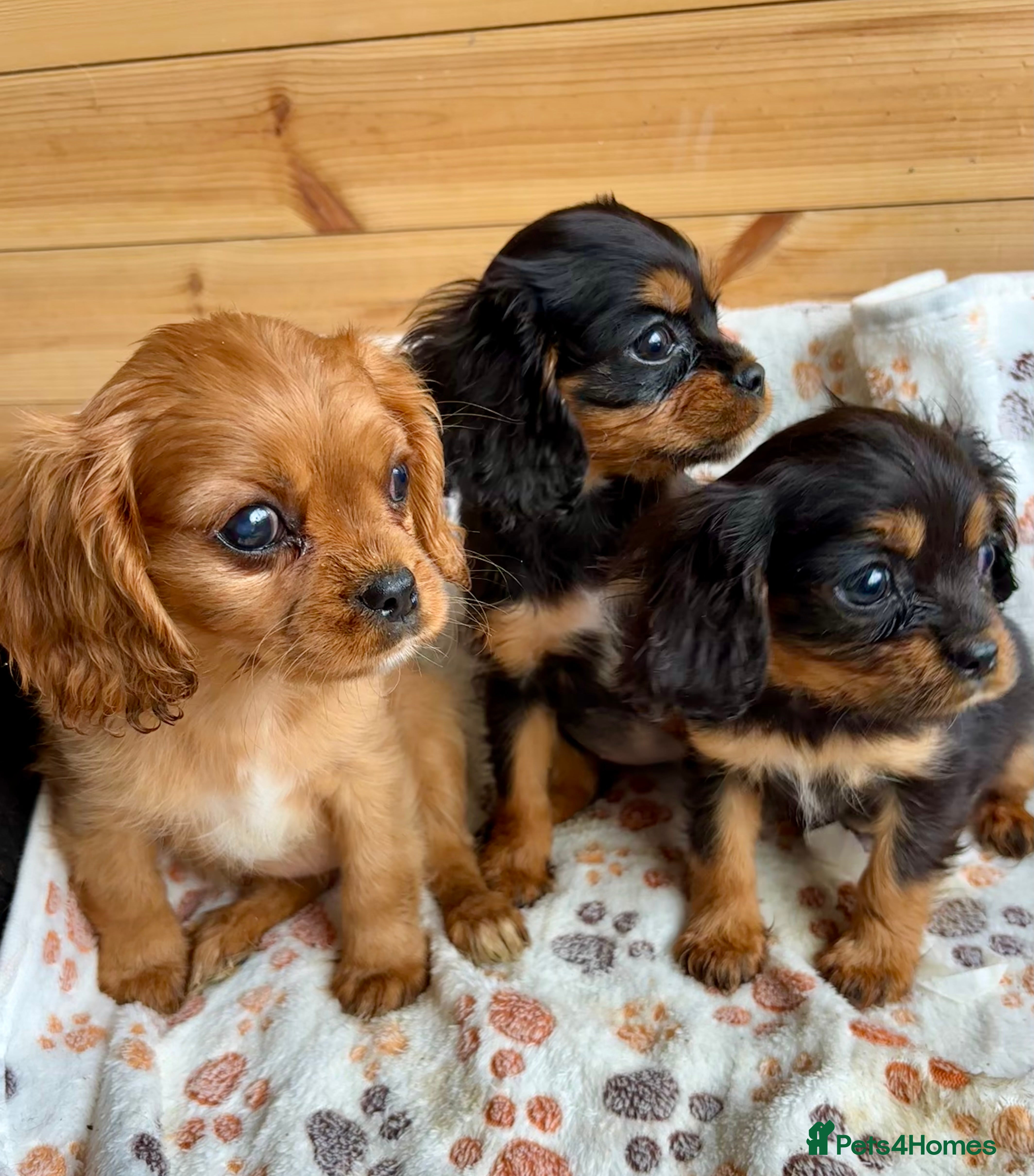 Cavalier King Charles Spaniel dogs Beautiful puppies looking for forever homes - Advert 6