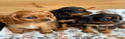 Cavalier King Charles Spaniel dogs for sale: Beautiful puppies looking for forever homes - Advert 1