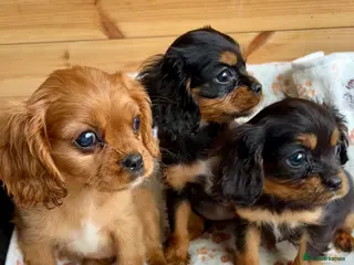 Cavalier King Charles Spaniel dogs Beautiful puppies looking for forever homes - Advert 6