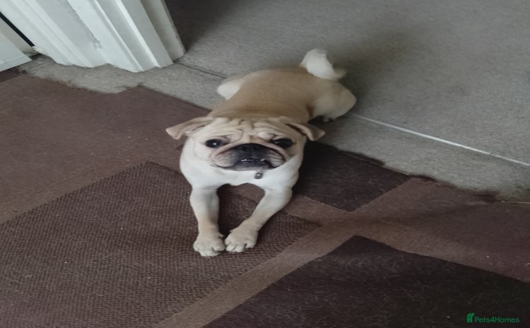 Pug dogs - Advert 1