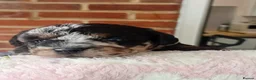 Jackapoo dogs for sale: F1b jackapoo puppies - Advert 13