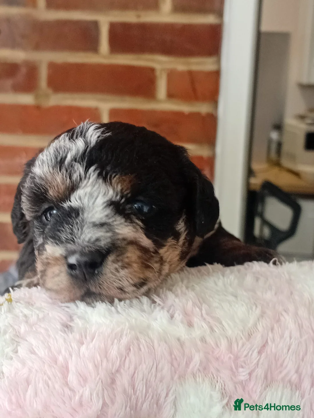 Jackapoo dogs for sale: F1b jackapoo puppies - Advert 13
