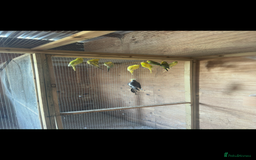 Budgerigars birds for sale: Mixed budgies for sale aged 1-3 years  - Image 6