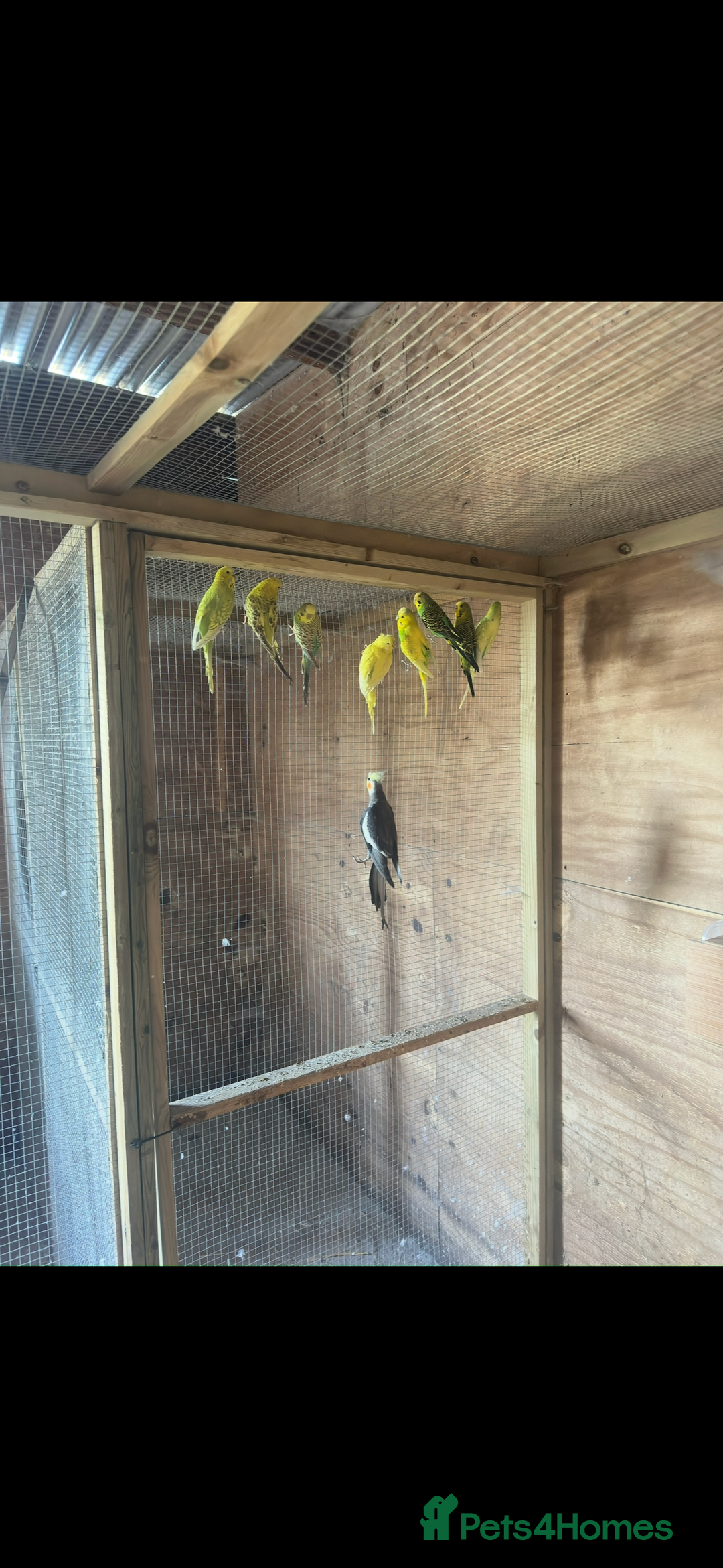 Budgerigars birds for sale: Mixed budgies for sale aged 1-3 years  - Image 6