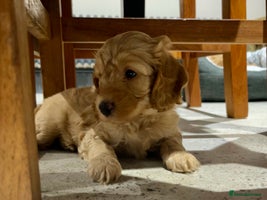 Cockapoo dogs - Advert 8