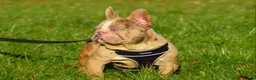 French Bulldog dogs for stud: Isabella merle carrying tan in Spalding - Advert 3
