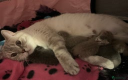 British Shorthair cats for sale: Gorgeous British Shorthair Kittens  - Image 1