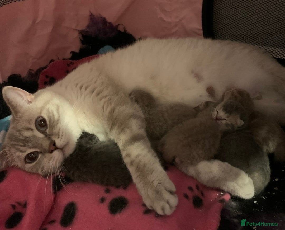 British Shorthair cats for sale: Gorgeous British Shorthair Kittens  - Image 1