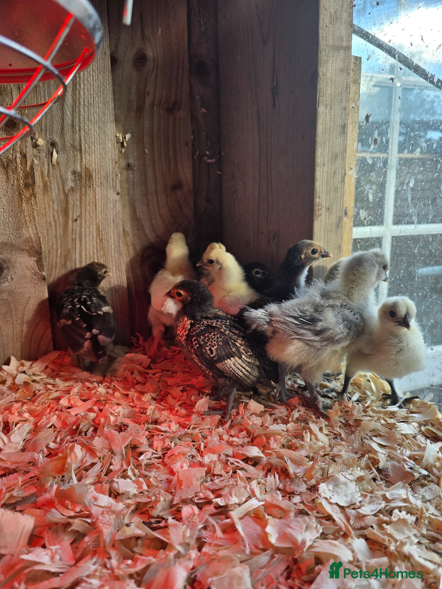Chickens poultry 2 wks old Pekin Bantam x Sebright chicks - Advert 4