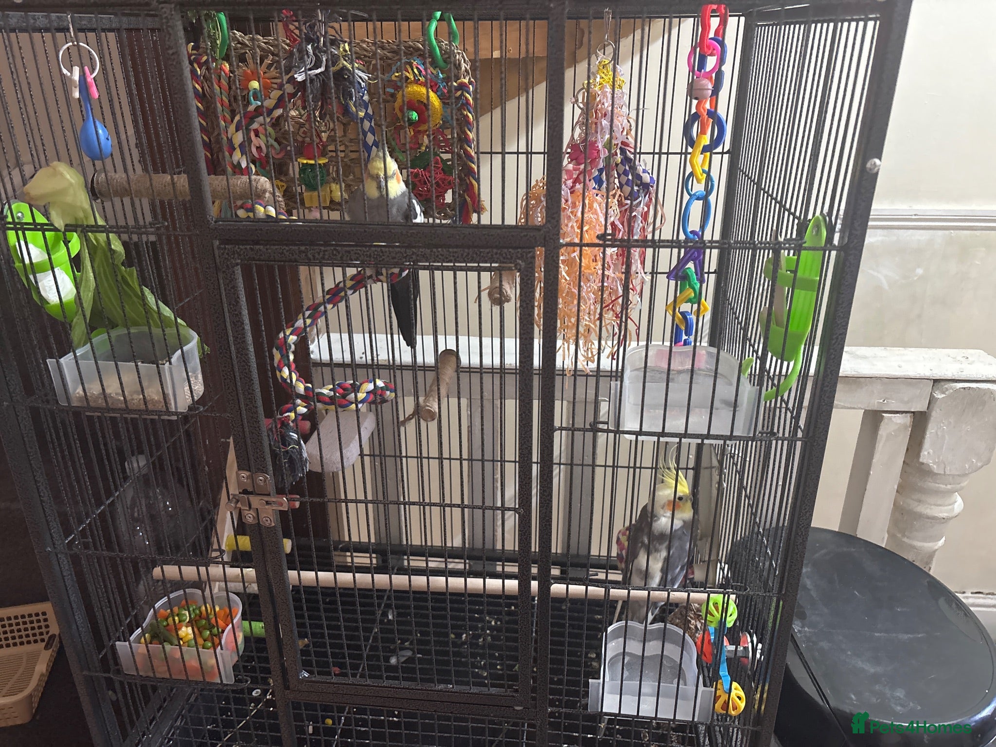 Cockatiels birds Cockatiel Pair – Beautiful & Well Cared For - Advert 15