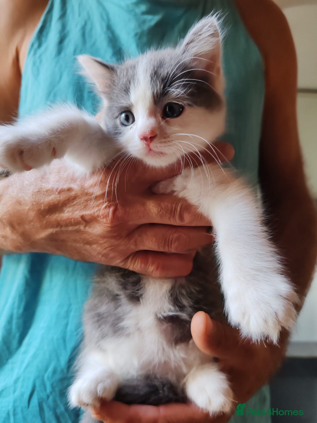 Mixed Breed cats for sale: Cuddly fluffy kittens  - Image 12