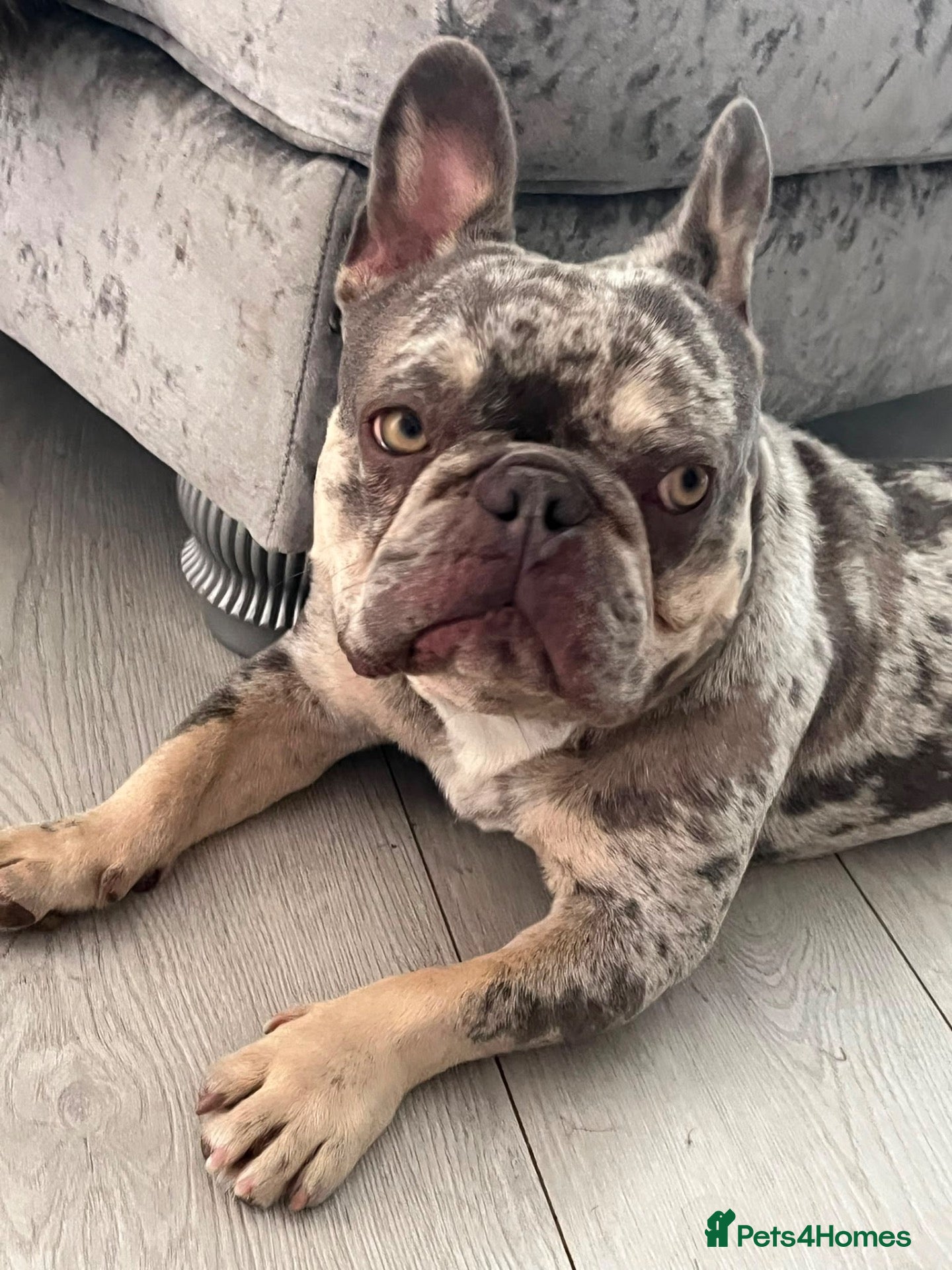 French Bulldog dogs Reggie the French bulldog  - Advert 5