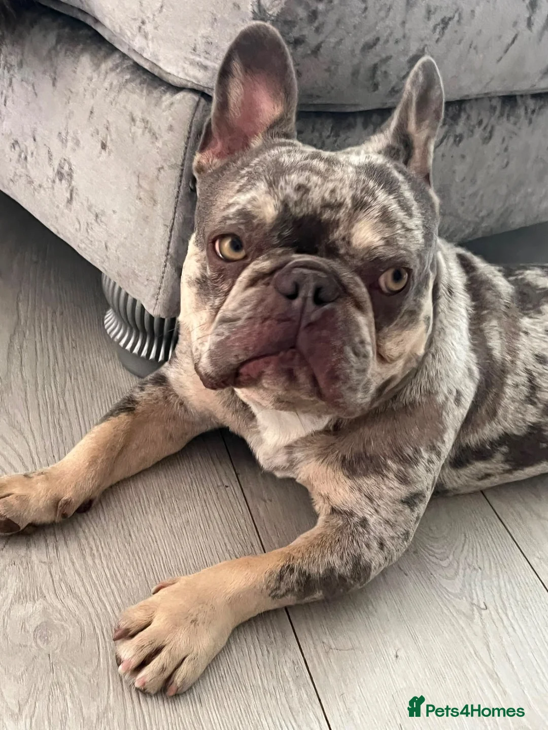 French Bulldog dogs for sale: Reggie the French bulldog  - Advert 1