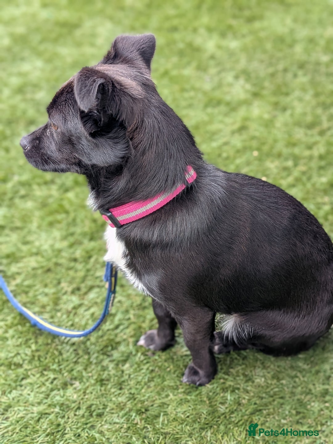 Mixed Breed dogs for sale: 8 month jack Russell/ chihuahua  - Advert 4