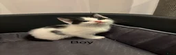 Mixed Breed cats for sale:  Adorable Kittens Looking for Their Forever Homes - Advert 6