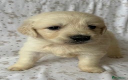 Golden Retriever dogs for sale: Golden Retriever Puppies 🐶🤍 - Image 2