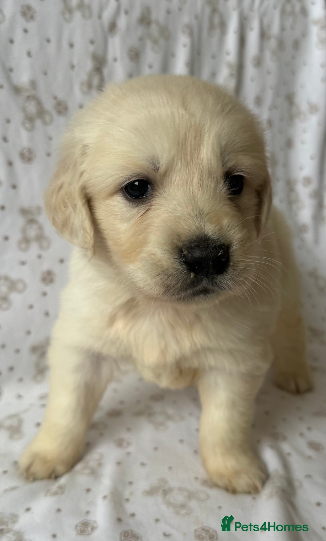 Golden Retriever dogs for sale: Golden Retriever Puppies 🐶🤍 - Image 2