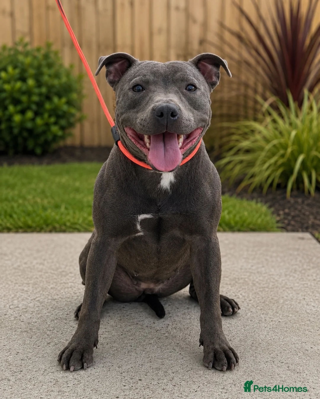 Staffordshire Bull Terrier dogs for sale: Bell adult female blue staff for sale  - Advert 2