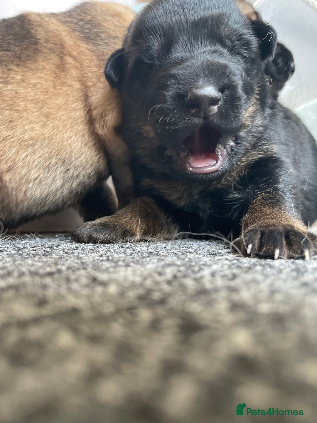 German Shepherd dogs for sale: 2 GORGEOUS MALE PUPPIES  - Image 4