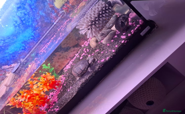 Terrapin reptiles - Advert 1