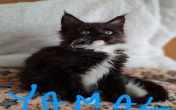 Maine Coon cats for sale: Gorgeous Maine Coon Kittens-Champion Bloodlines - Image 6