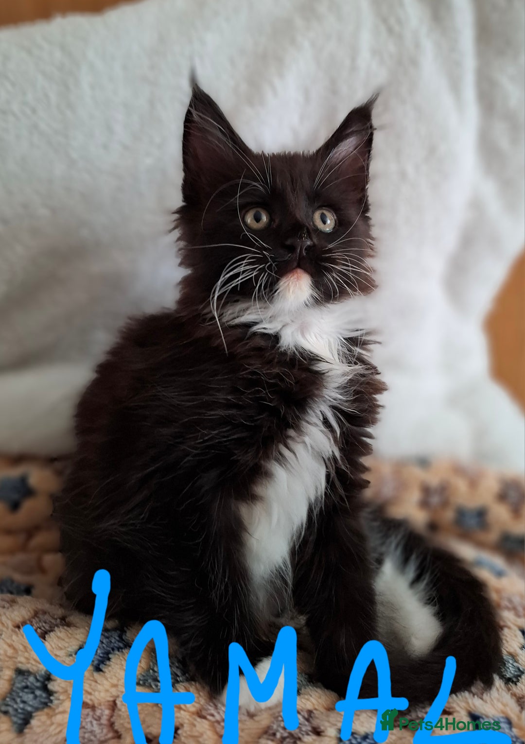 Maine Coon cats for sale: Gorgeous Maine Coon Kittens-Champion Bloodlines - Image 6