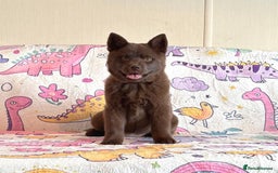 Chow Chow dogs for sale: Stunning genuine chowsky puppies for sale  - Image 8