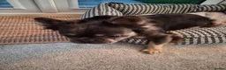 French Bulldog dogs for sale: Male Fluffy Frenchie  - Advert 3