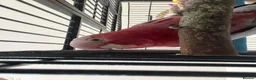 Cockatoo birds for sale: Galah cockatoo needs a new home  in Basildon - Advert 4
