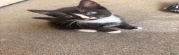 Mixed Breed cats for sale: Tabby black and white kitten with mustache - Advert 5