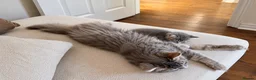 Bengal cats for sale: Twin Girl Bengal × Nebelung Kittens Ready Now in Brentford - Advert 9